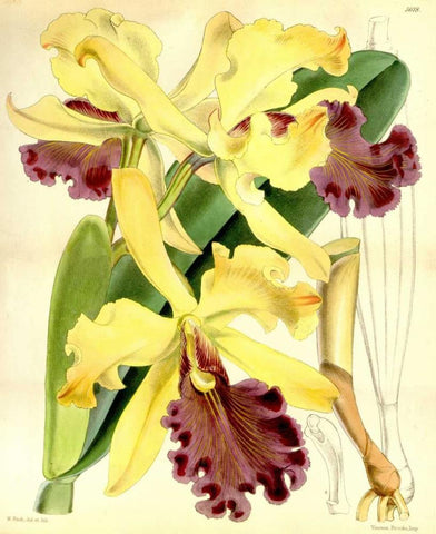 Orchid, Cattleya Dowiana White Modern Wood Framed Art Print with Double Matting by Curtis, William