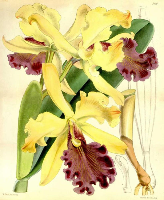 Image Only