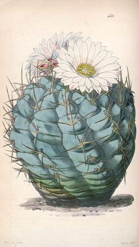 Cactus White Modern Wood Framed Art Print with Double Matting by Curtis, William