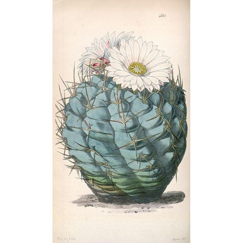 Cactus Gold Ornate Wood Framed Art Print with Double Matting by Curtis, William