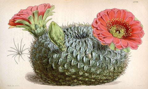 Cactus Black Ornate Wood Framed Art Print with Double Matting by Curtis, William