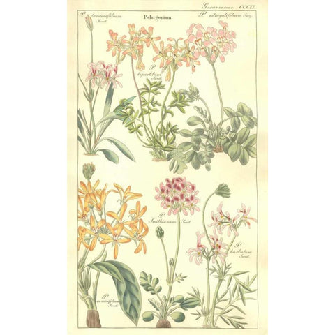 Geraniums Gold Ornate Wood Framed Art Print with Double Matting by Dietrich, David