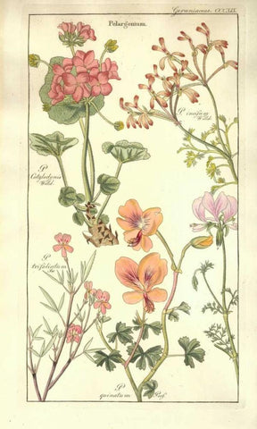 Geraniums Black Ornate Wood Framed Art Print with Double Matting by Dietrich, David