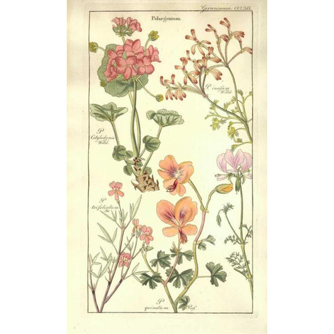 Geraniums Gold Ornate Wood Framed Art Print with Double Matting by Dietrich, David