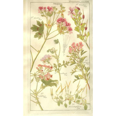 Geraniums Gold Ornate Wood Framed Art Print with Double Matting by Dietrich, David