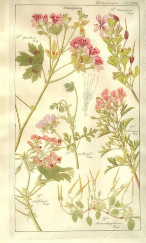 Geraniums Black Ornate Wood Framed Art Print with Double Matting by Dietrich, David