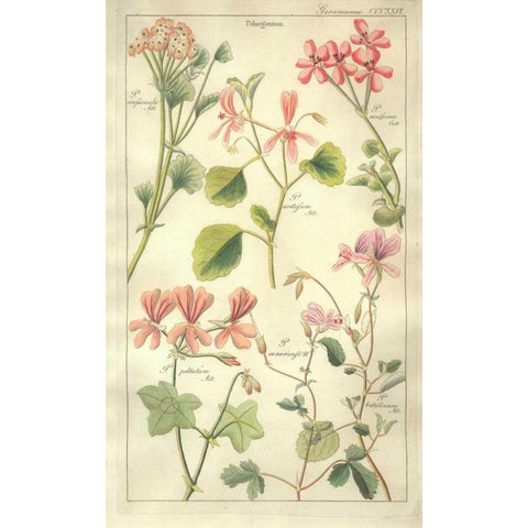 Geraniums Gold Ornate Wood Framed Art Print with Double Matting by Dietrich, David