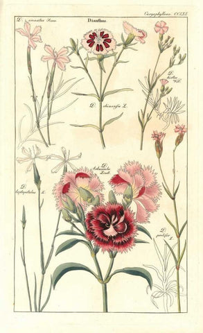 Carnations Black Ornate Wood Framed Art Print with Double Matting by Dietrich, David