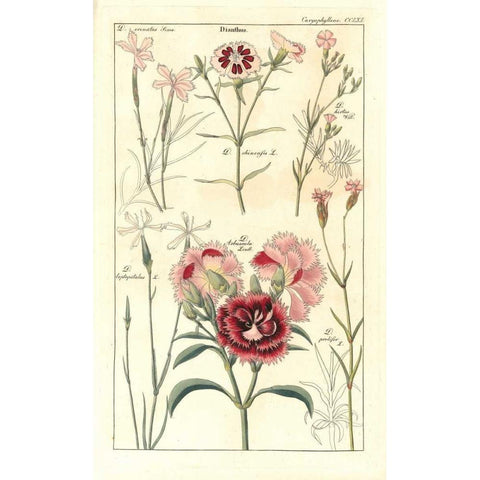 Carnations Gold Ornate Wood Framed Art Print with Double Matting by Dietrich, David