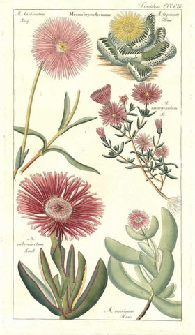 Ice Plant White Modern Wood Framed Art Print with Double Matting by Dietrich, David