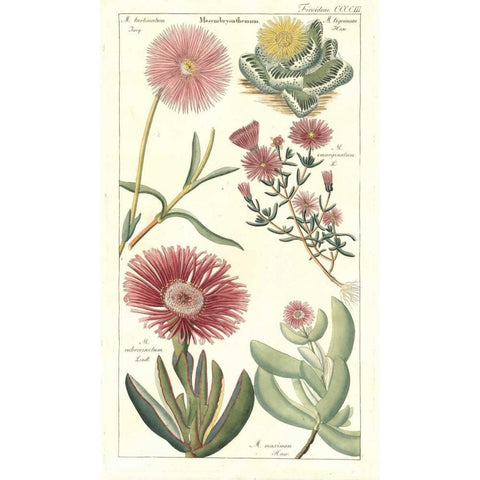 Ice Plant Gold Ornate Wood Framed Art Print with Double Matting by Dietrich, David