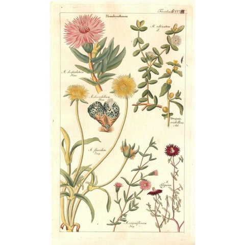 Ice Plant Gold Ornate Wood Framed Art Print with Double Matting by Dietrich, David
