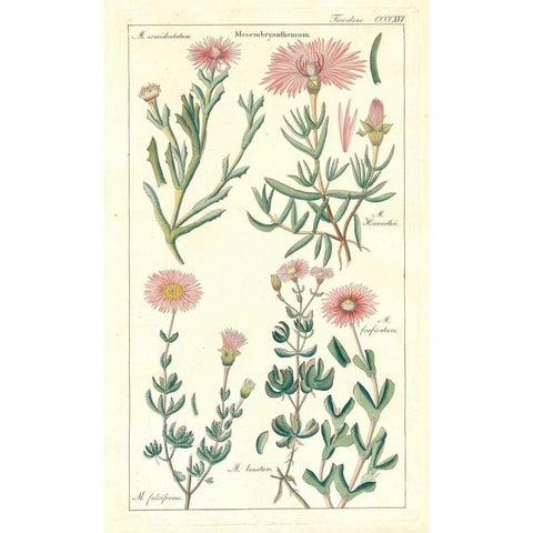 Ice Plant White Modern Wood Framed Art Print by Dietrich, David