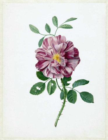 Rose Black Ornate Wood Framed Art Print with Double Matting by De Bray, Dirck