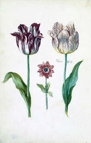 Tulips White Modern Wood Framed Art Print with Double Matting by De Bray, Dirck