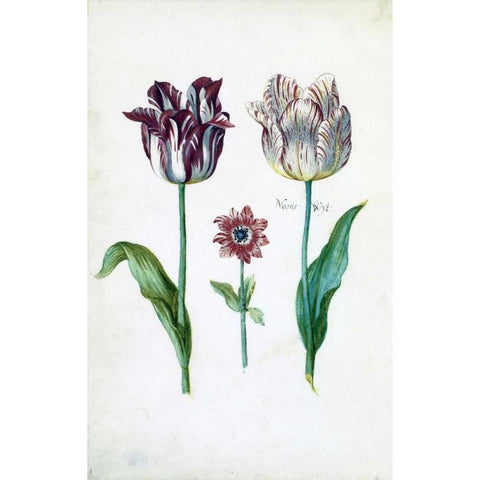 Tulips Gold Ornate Wood Framed Art Print with Double Matting by De Bray, Dirck