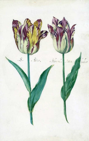 Tullips White Modern Wood Framed Art Print with Double Matting by De Bray, Dirck