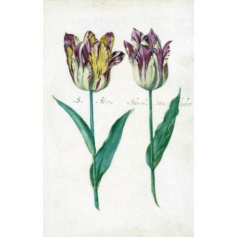 Tullips Gold Ornate Wood Framed Art Print with Double Matting by De Bray, Dirck