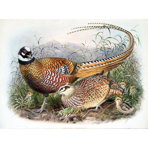 Reeves Pheasants Gold Ornate Wood Framed Art Print with Double Matting by Elliot, David