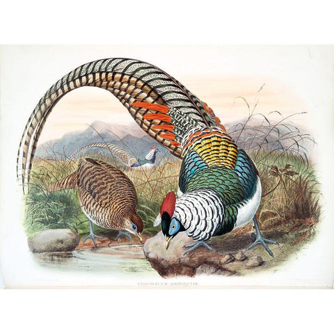 Amherst Pheasant Gold Ornate Wood Framed Art Print with Double Matting by Elliot, David