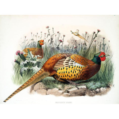 Shaws Pheasant Black Modern Wood Framed Art Print with Double Matting by Elliot, David