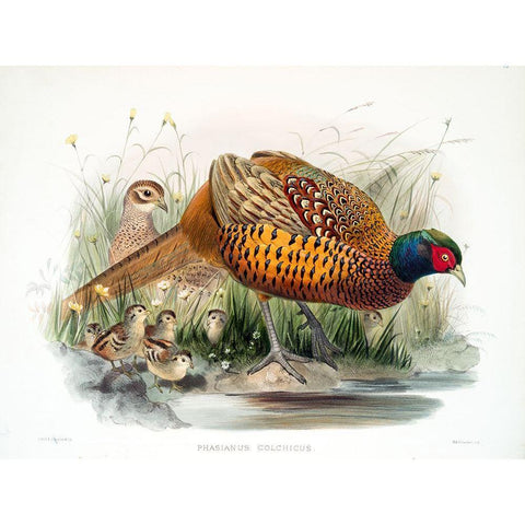 Colchicus Pheasant Gold Ornate Wood Framed Art Print with Double Matting by Elliot, David