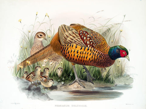 Colchicus Pheasant Black Ornate Wood Framed Art Print with Double Matting by Elliot, David