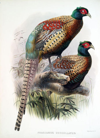 Pheasant Deccollatus Black Ornate Wood Framed Art Print with Double Matting by Elliot, David