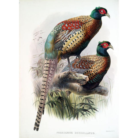 Pheasant Deccollatus White Modern Wood Framed Art Print by Elliot, David