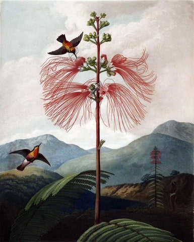 Large Flowering Sensitive Plant Black Ornate Wood Framed Art Print with Double Matting by Thornton, Dr R