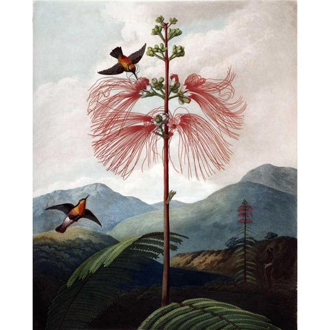 Large Flowering Sensitive Plant Gold Ornate Wood Framed Art Print with Double Matting by Thornton, Dr R