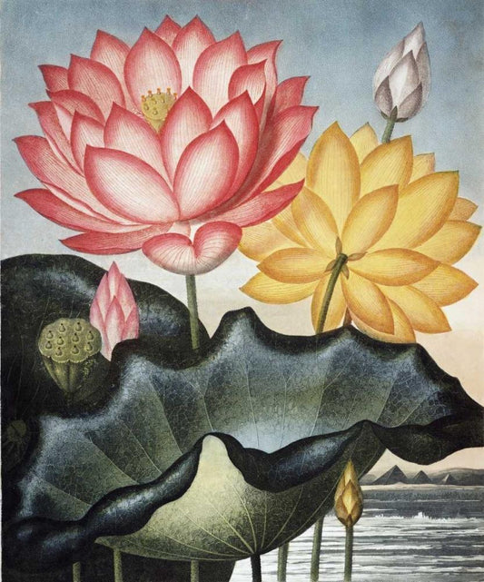 Image Only