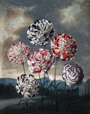 Group of Carnations Black Ornate Wood Framed Art Print with Double Matting by Thornton, Dr R