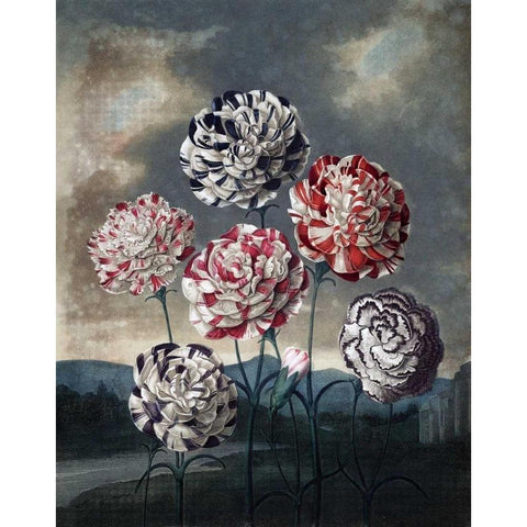 Group of Carnations Gold Ornate Wood Framed Art Print with Double Matting by Thornton, Dr R