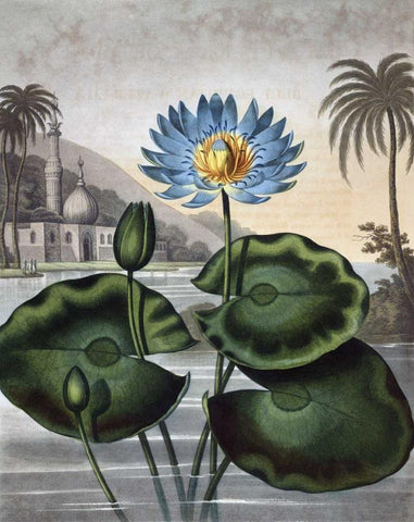Blue Egyptian Water Lily White Modern Wood Framed Art Print with Double Matting by Thornton, Dr R