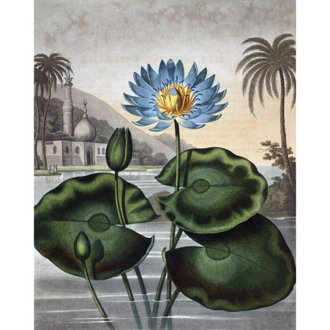 Blue Egyptian Water Lily Gold Ornate Wood Framed Art Print with Double Matting by Thornton, Dr R