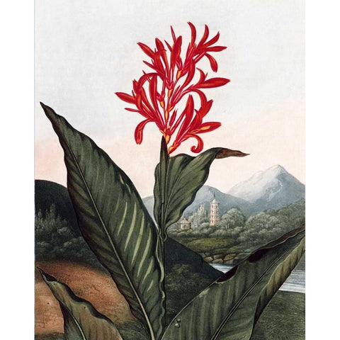 Indian Reed Black Modern Wood Framed Art Print with Double Matting by Thornton, Dr R