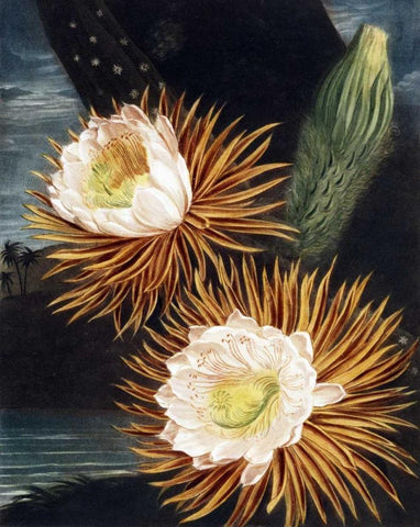 Cereus Black Ornate Wood Framed Art Print with Double Matting by Thornton, Dr R