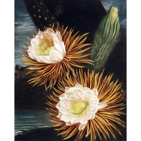Cereus Gold Ornate Wood Framed Art Print with Double Matting by Thornton, Dr R