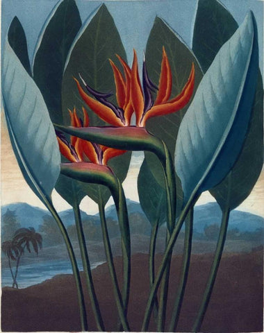 Strelizia White Modern Wood Framed Art Print with Double Matting by Thornton, Dr R