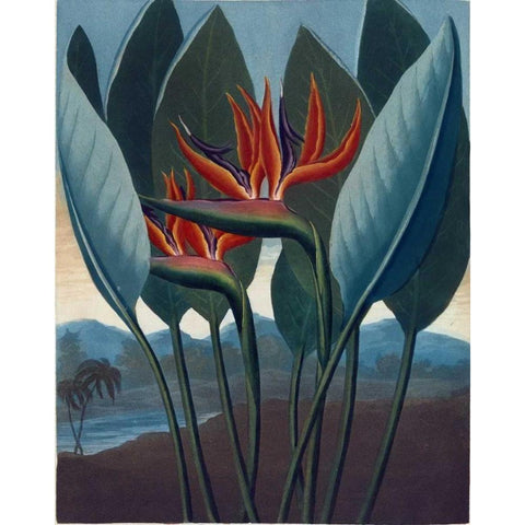Strelizia Gold Ornate Wood Framed Art Print with Double Matting by Thornton, Dr R