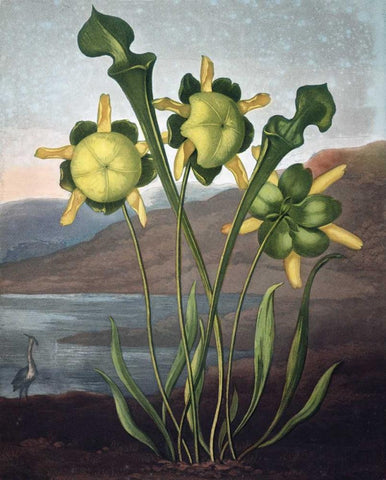 Pitcher Plant White Modern Wood Framed Art Print with Double Matting by Thornton, Dr R