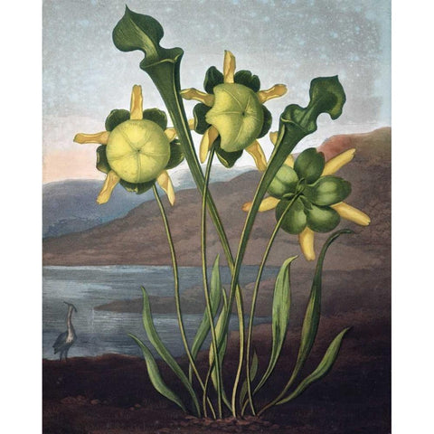Pitcher Plant Gold Ornate Wood Framed Art Print with Double Matting by Thornton, Dr R