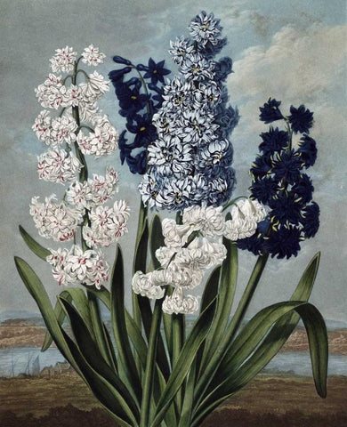 Hyacinth Black Ornate Wood Framed Art Print with Double Matting by Thornton, Dr R