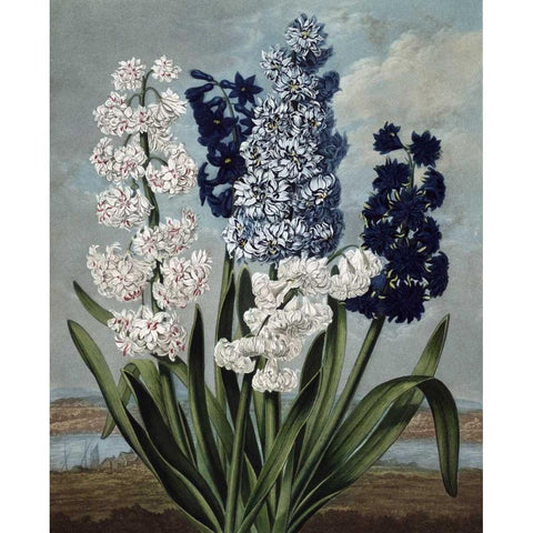 Hyacinth Gold Ornate Wood Framed Art Print with Double Matting by Thornton, Dr R