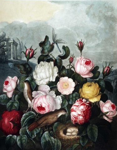 Roses Black Ornate Wood Framed Art Print with Double Matting by Thornton, Dr R