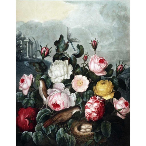 Roses Gold Ornate Wood Framed Art Print with Double Matting by Thornton, Dr R