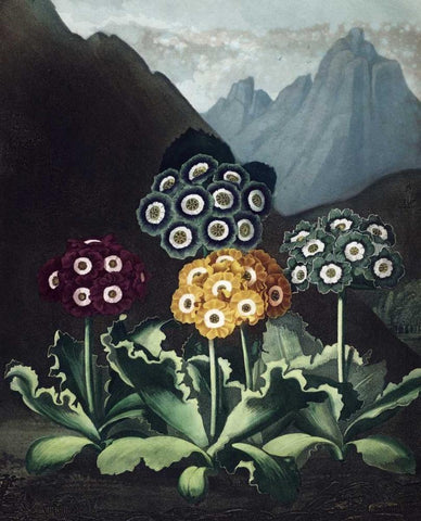 Auriculas White Modern Wood Framed Art Print with Double Matting by Thornton, Dr R