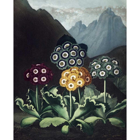 Auriculas Gold Ornate Wood Framed Art Print with Double Matting by Thornton, Dr R