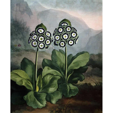 Auriculas Gold Ornate Wood Framed Art Print with Double Matting by Thornton, Dr R